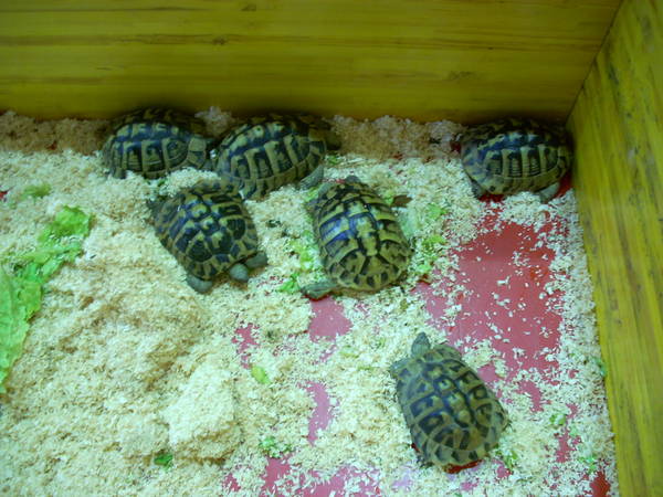 r600-anagni_reptiles280810_86.jpg