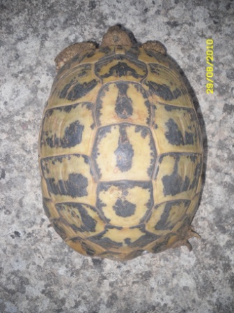 tarta 1.JPG