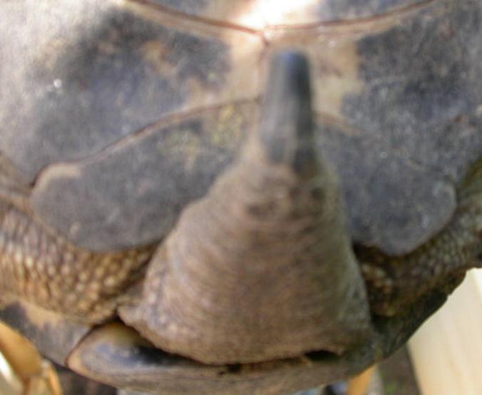 DSCN5373a_crop.jpg