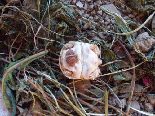 margi chiara (4).JPG