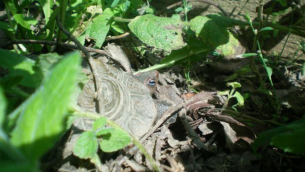 100_0769.JPG