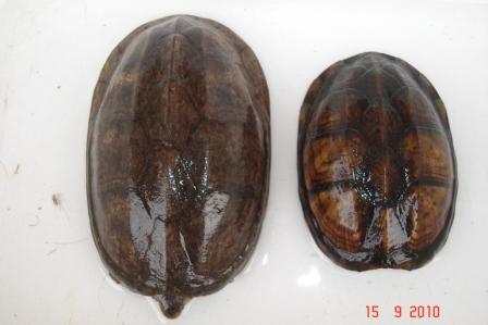 kino scorpioides 1.jpg
