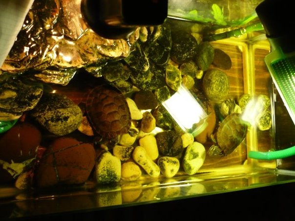 acquario.jpg