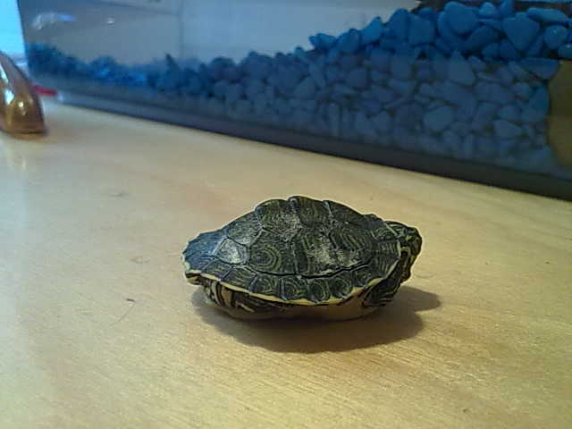 20092010316.jpg