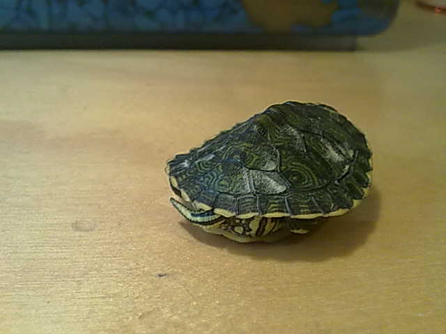 20092010318.jpg