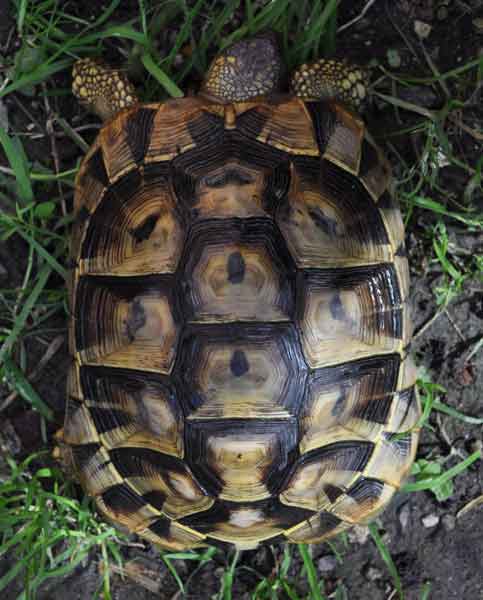 02agatacarapace1.jpg