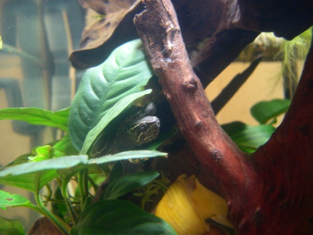 dscn4448.jpg