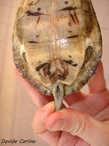 S. bealei 5.jpg