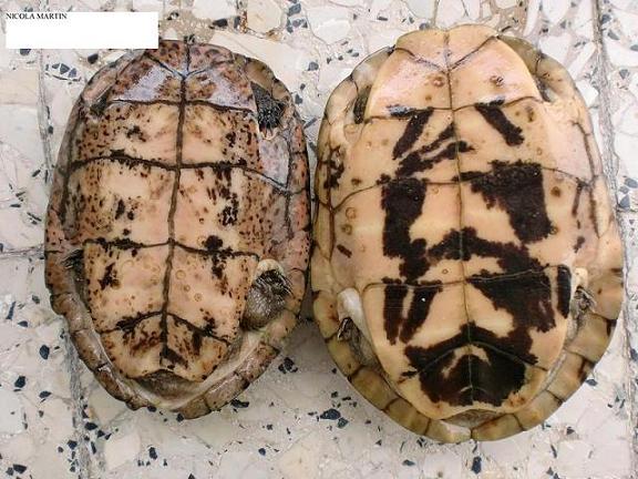 genere Sacalia (3).JPG