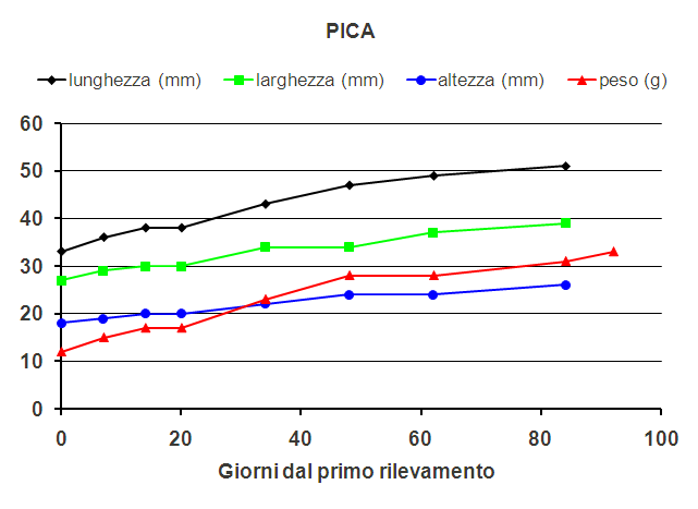 Pica.PNG