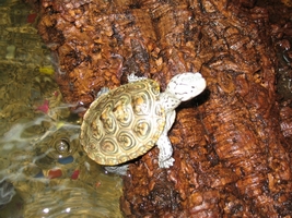 tn_diamondback terrapin.JPG