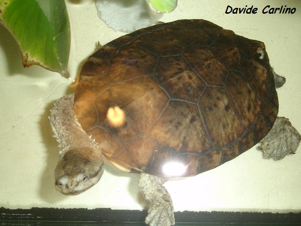 Hydro 2.jpg