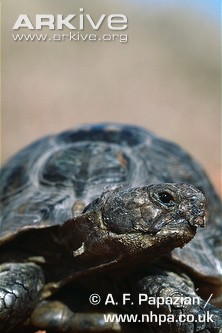 Egyptian-tortoise-anterior-view.jpg
