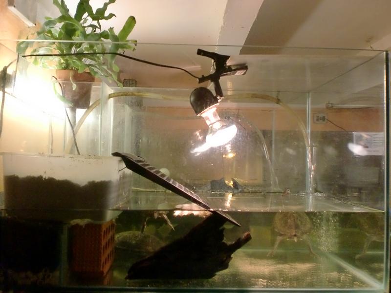 smithi (5).JPG