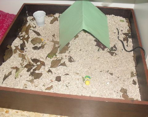 Terrario da brividi.jpg