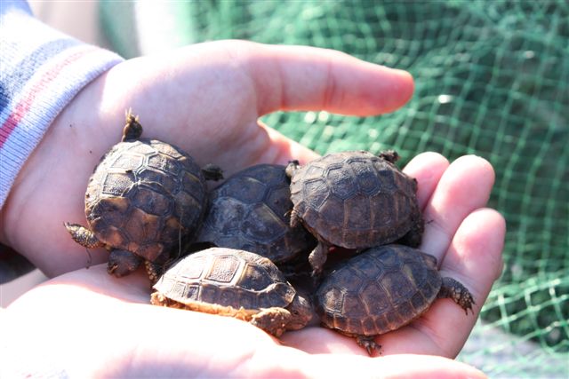 manciata di tarte.JPG