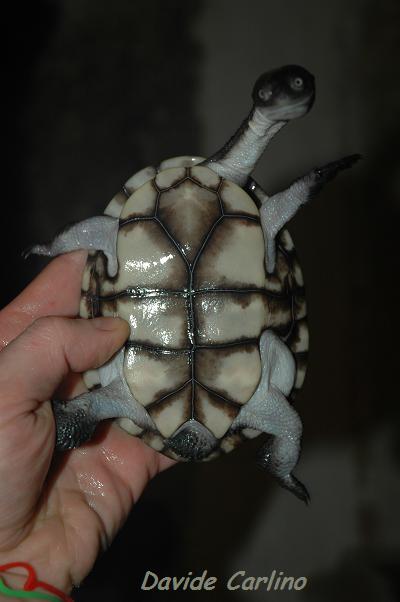 C. longicollis.jpg