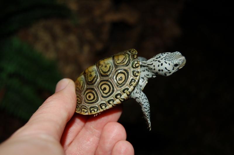 DSC_0001[1].JPG