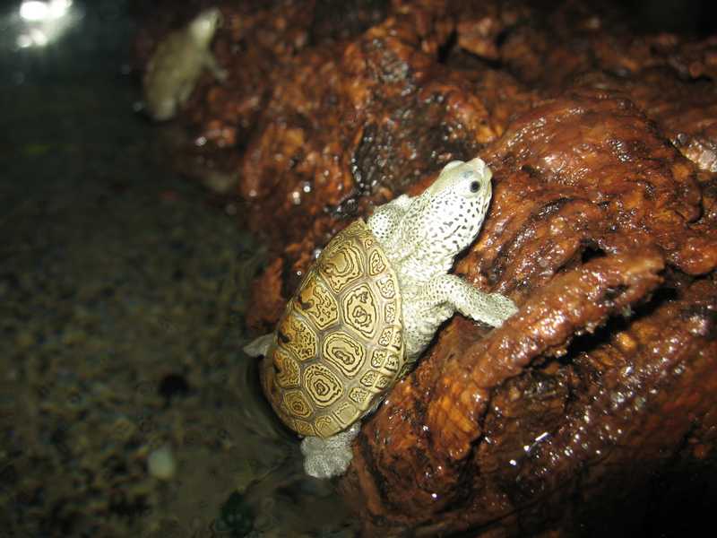 tn_baby terrapin 019.JPG