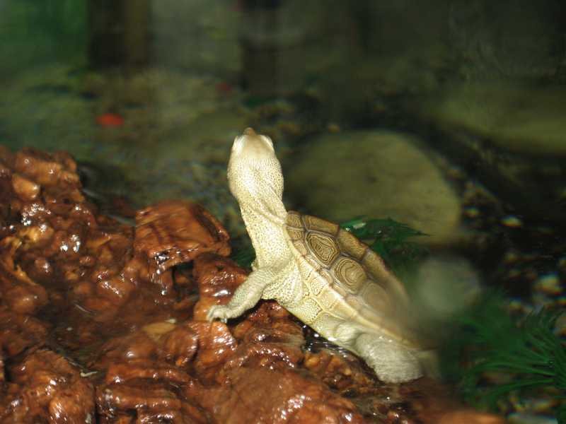 tn_baby terrapin 023.JPG