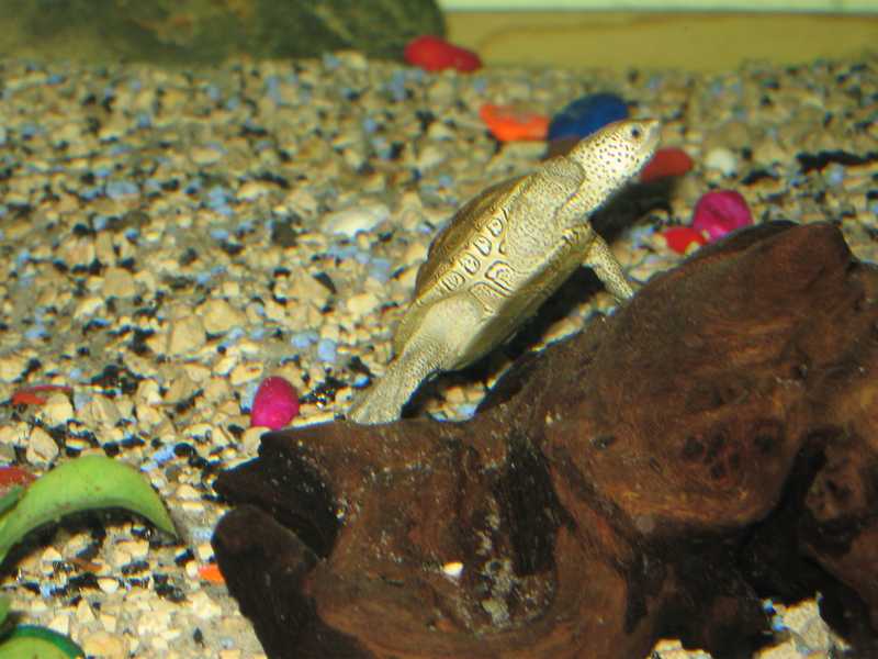 tn_baby terrapin 025.JPG