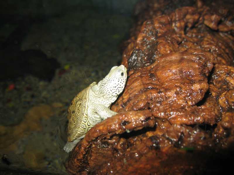tn_baby terrapin 028.JPG