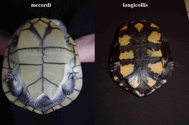 chelodina.jpg