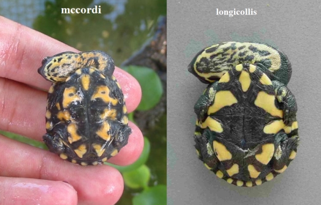 chelodina2.jpg