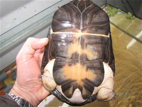 Scaled Image 5.jpg