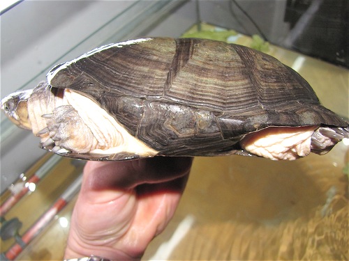 Scaled Image 6.jpg