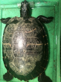 img0534bo.jpg