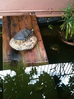 img0508oz.jpg