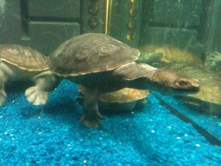 img0577v.jpg