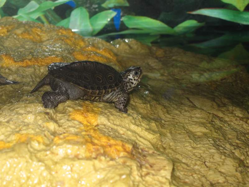 tn_malaclemys terrapin baby che colori 005.JPG