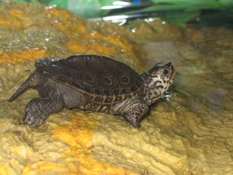 tn_malaclemys terrapin baby che colori 006.JPG