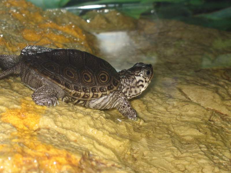 tn_malaclemys terrapin baby che colori 007.JPG