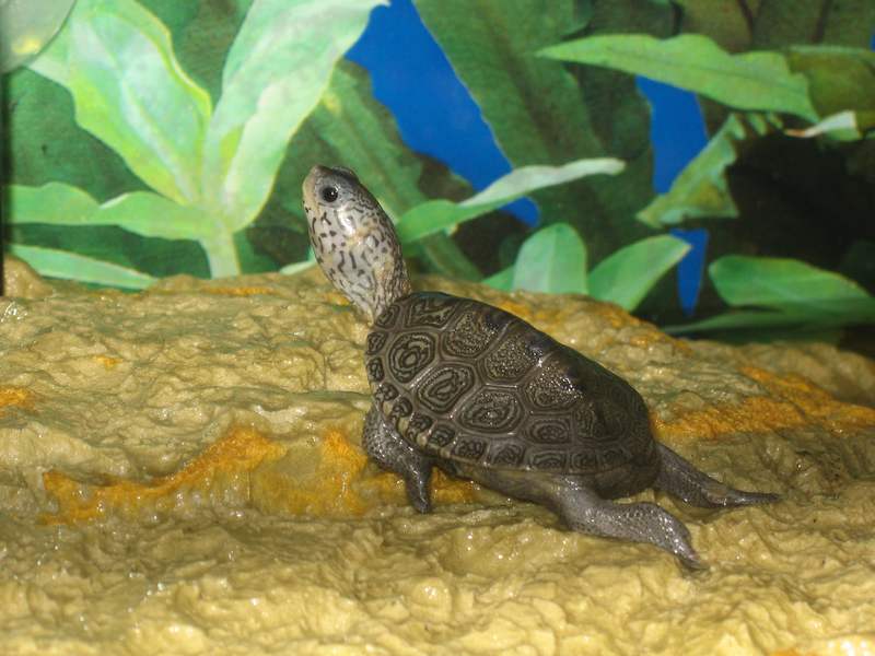 tn_malaclemys terrapin baby che colori 009.JPG