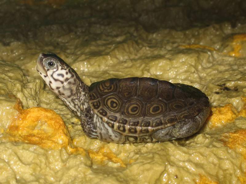 tn_malaclemys terrapin baby che colori 022.JPG