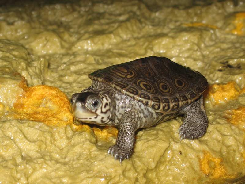 tn_malaclemys terrapin baby che colori 024.JPG