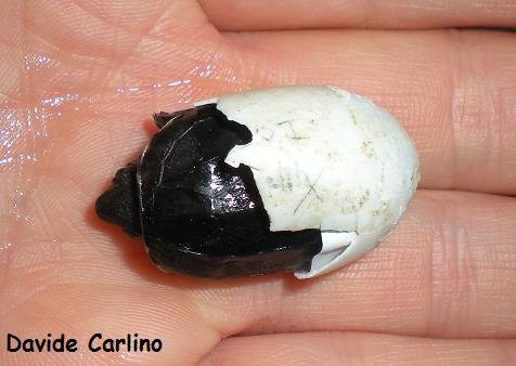 S. salvinii.jpg