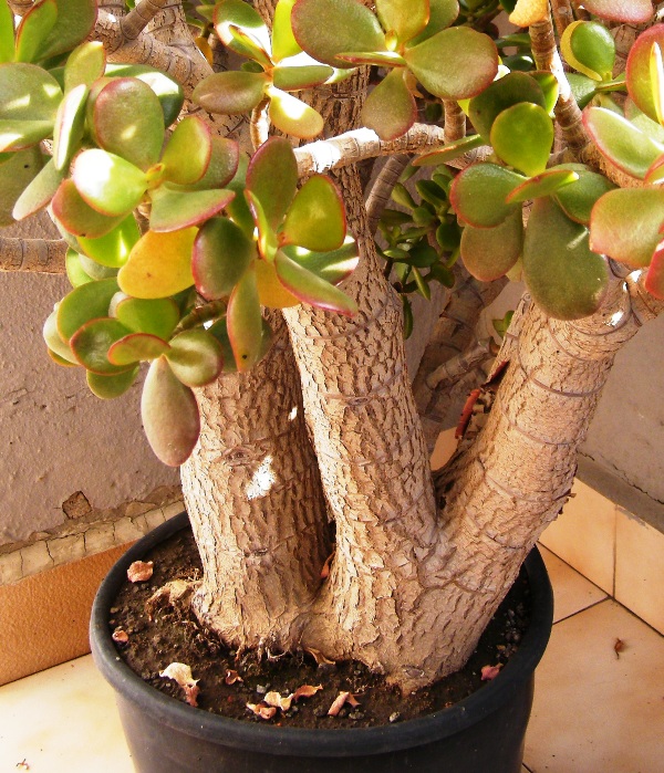 DSCF3883.JPG