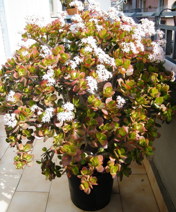 DSCF3882.JPG