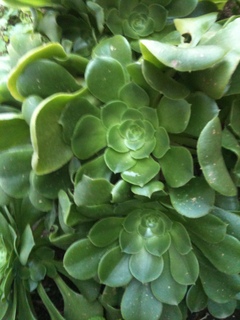 img0551r.jpg