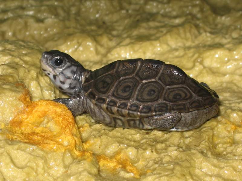 tn_malaclemys terrapin baby 2 004.JPG