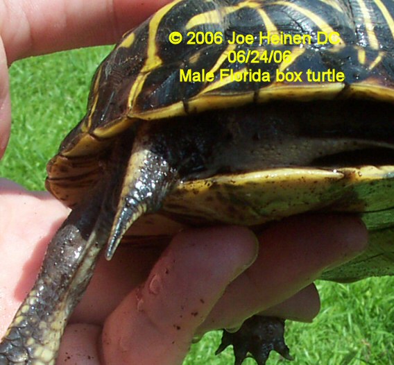 Florida Box Turtle Male 008b.jpg