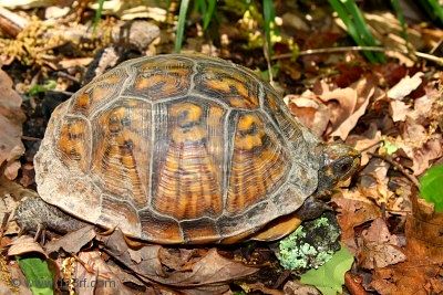 8533417-tortuga-de-caja-terrapene-carolina-en-el-parque-estatal-monte-sano--alabama.jpg