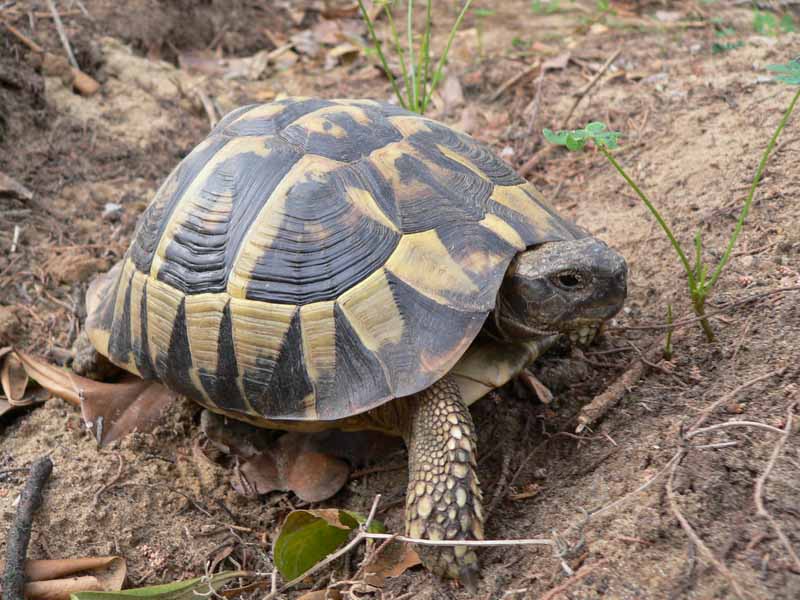 Femmina peloponneso1.JPG