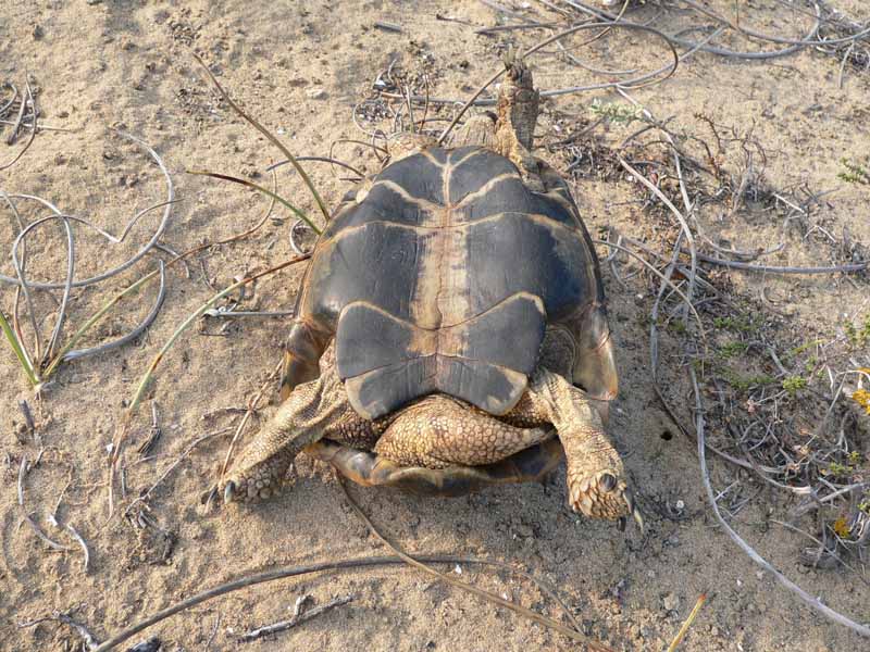 Maschio peloponneso3.jpg