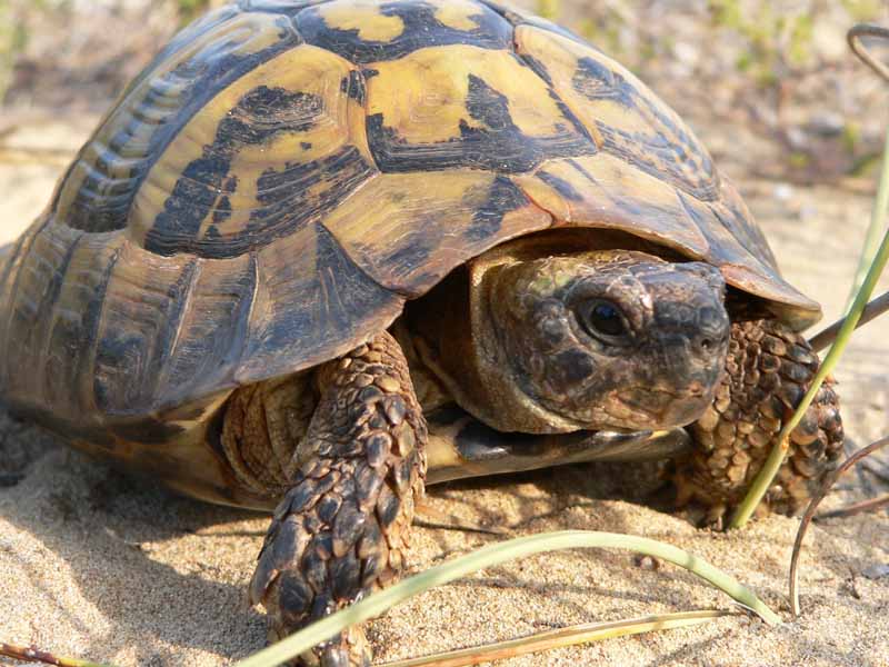 Maschio peloponneso1.jpg