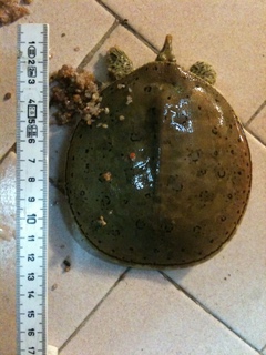img0585is.jpg